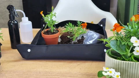 Front view of a table with plants, ceramic pots and transplanting tools Stock Footage 307997773