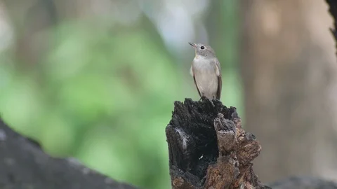 Front view of Taiga Flycatcher on the stump Stock Footage 88289632
