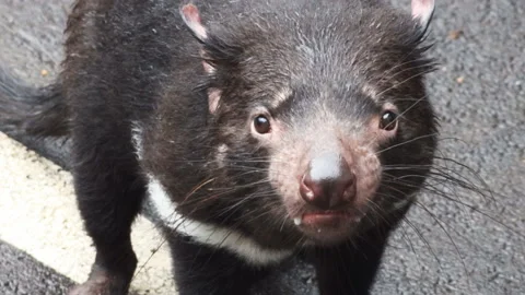 Front view tasmanian devil on road Stock Footage 132376055