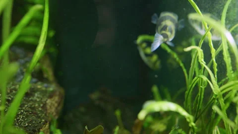 Front view of a Tetraodon pufferfish slowly moving its eyes while searching.. Stock Footage 343321299
