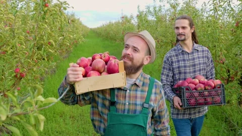 Front view tracking shot 2 young farmer agronomists walk apple field carry Stock Footage 218325422