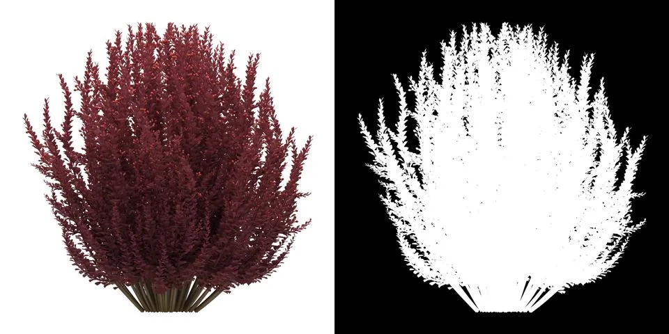 Front view of tree (Berbeus Thunbergi) png with alpha Stock Illustration