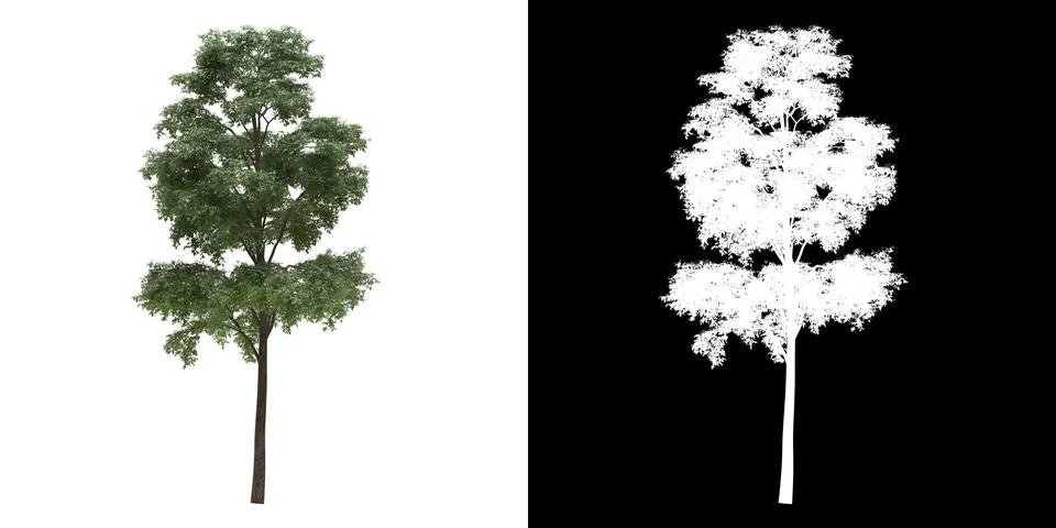 Front view of tree (Bucida Buceras) png with alpha channel Stock Illustration