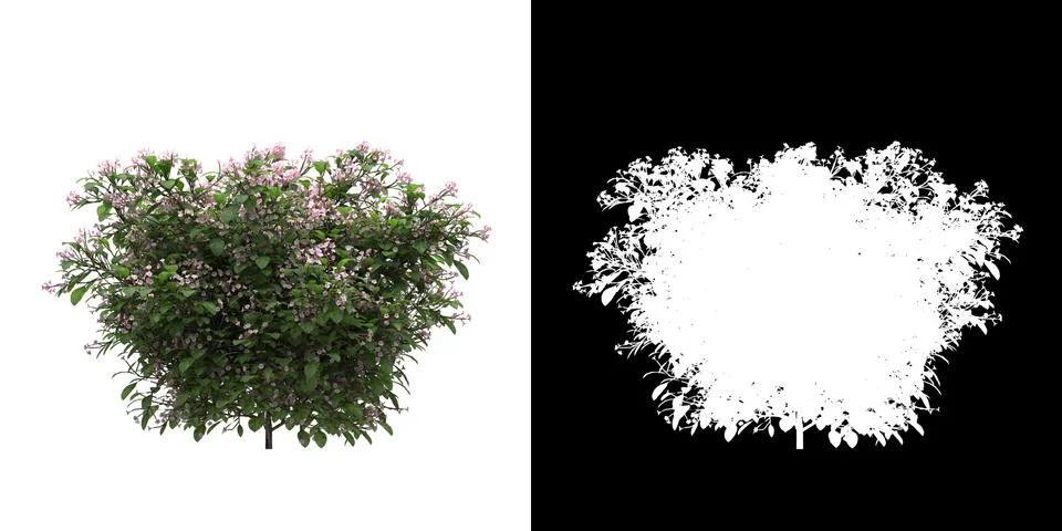 Front view of tree (Catharantus Rosea) png with alpha channel Stock Illustration