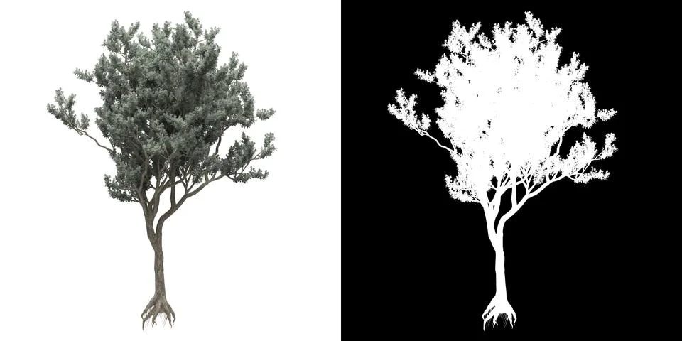 Front view of tree (Conocarpus Erectus) png with alpha channel Stock Illustration