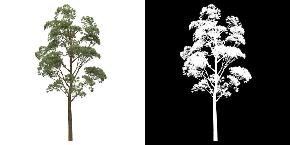 Front view of tree (Eucaliptus Gunni) png with alpha channel Stock Illustration