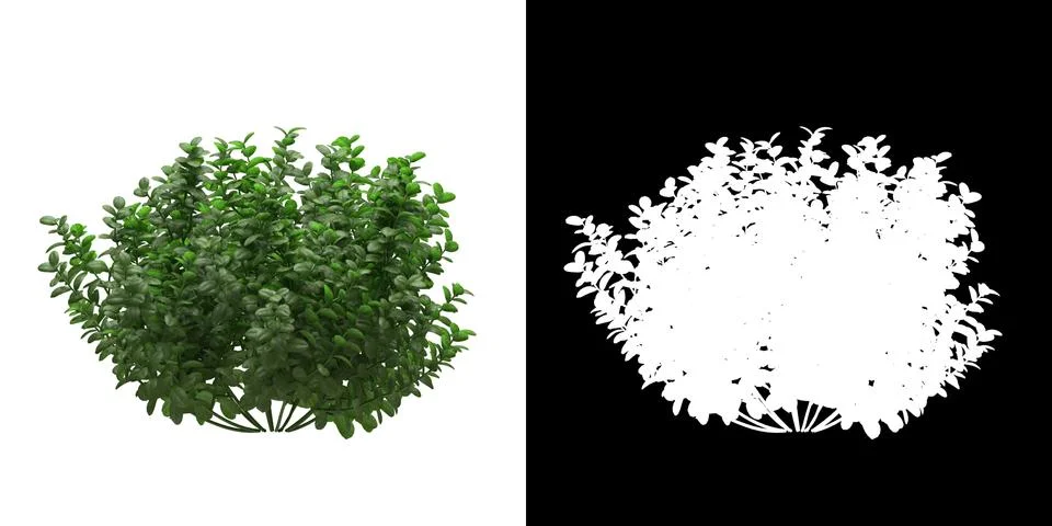 Front view of tree (Ficus Microcarpa) png with alpha channel Stock Illustration