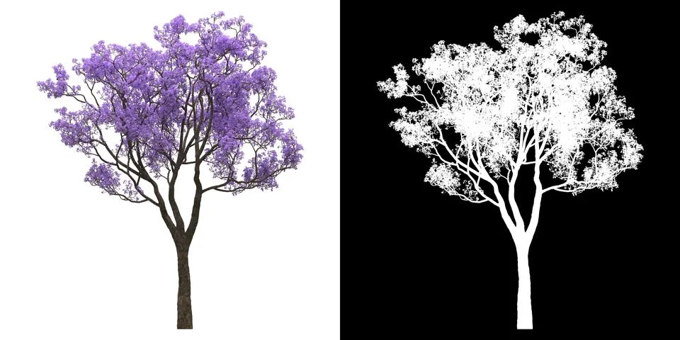 Front view of tree (Jacaranda Mimosifolia) png with alpha cutout 3D rendering Stock Illustration