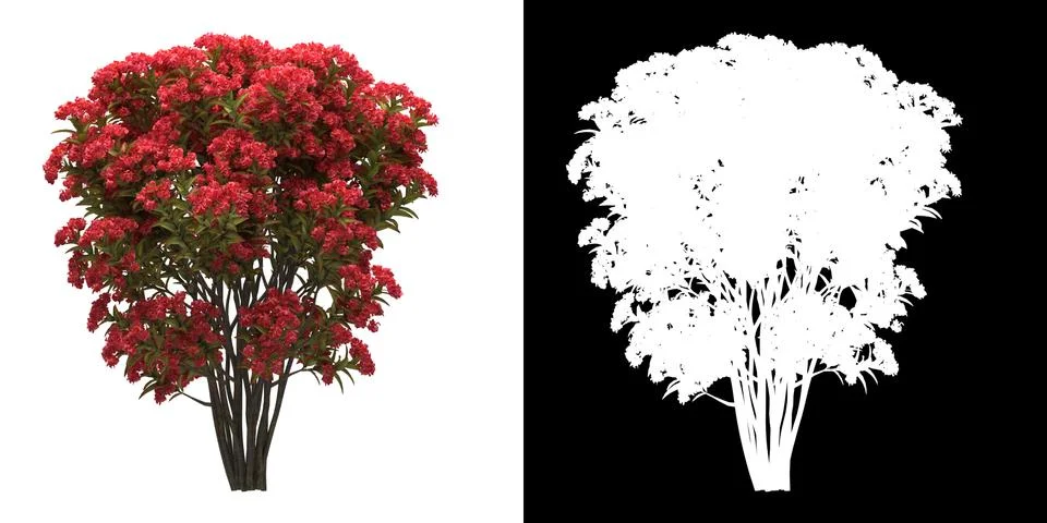 Front view of tree (Lagerstroemia Indica) png with alpha cutout 3D rendering Illustrazione stock