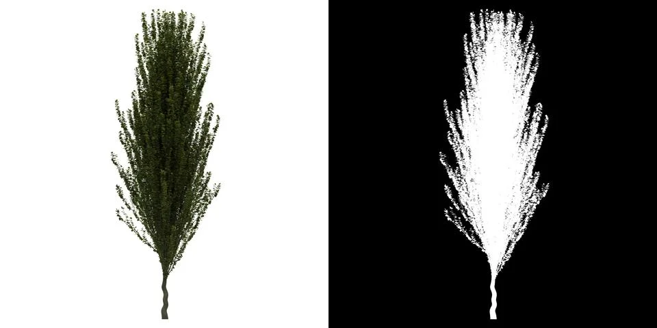 Front view of tree png with alpha channel to cutout made with 3D render Stock Illustration