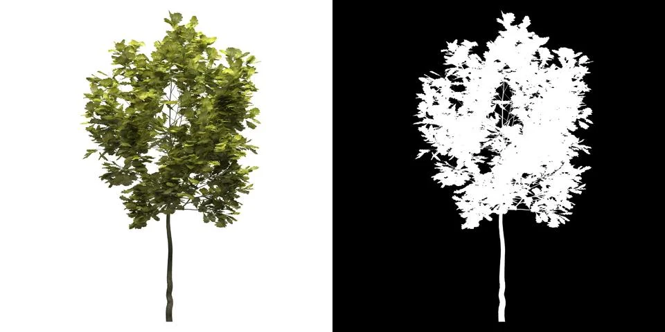 Front view of tree png with alpha channel to cutout made with 3D render Stock Illustration