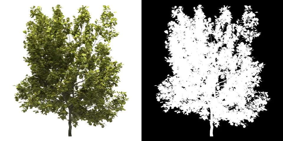Front view of tree png with alpha channel to cutout made with 3D render Stock Illustration