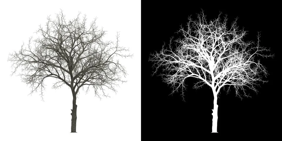 Front View Tree png with alpha channel to cutout made with 3D render Stock Illustration