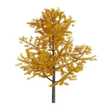 Front View Tree With Yellow Leaves. Isolated On White Background. Stock-Illustration