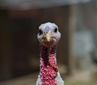 Front view of turkey head looking at camera Stock Photos