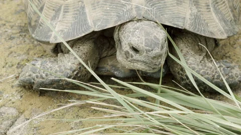 Front view of a turtle chewing grass Stock Footage 133815628