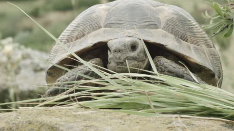 Front view of a turtle chewing grass Stock Footage 133816444