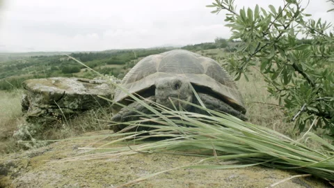 Front view of a turtle chewing grass Stock Footage 133816688