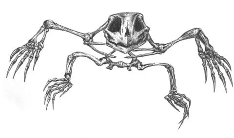 Front view of a turtle sans shell Illustrazione stock