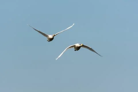 Front view of two flying swans Stock Photos