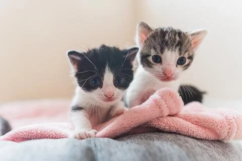 Front view of two newborn kittens with white muzzle looking into the camera Stock Photos