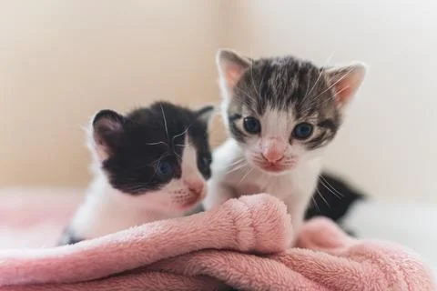 Front view of two newborn kittens with white muzzle on a pink blanket Stock Photos