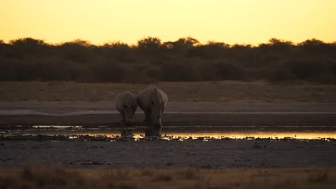 Front view of two white rhino at waterhole, drink at dusk in winter landscape Stock-Footage 113893463
