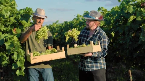 Front view two winegrower farmer friends stand between rows of vineyard holding Stock Footage 272425093