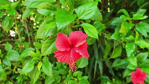 Front view of a vibrant red hibiscus flower in full bloom. Vídeo Stock 340507609