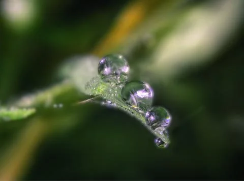 Front view of Water Drops on a Grass leaf Stock Photos