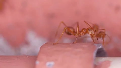 Front view of weaver ant Stock Footage 80083914