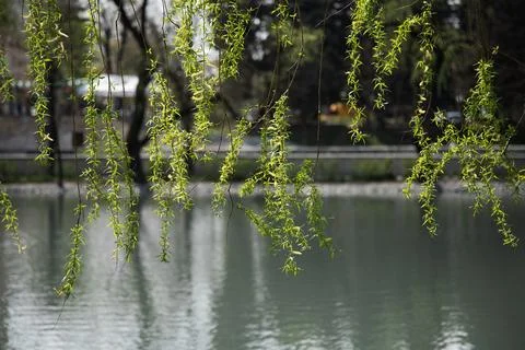 Front  view of weeping willow leaf at waterfront Stock Photos