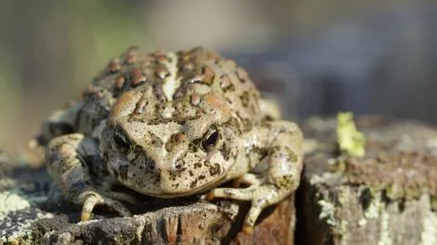 Front view of Western Toad on stump Stock Photos
