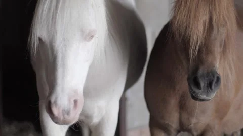 Front view of white albino and chestnut pony in a stable looking at camera. 스톡 동영상 242167724