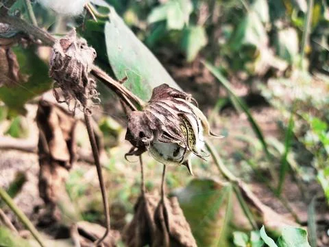 Front view of white cotton flower with dried leaves Stock Photos