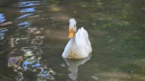 Front View of a White Crested Duck Swimming Stock Photos