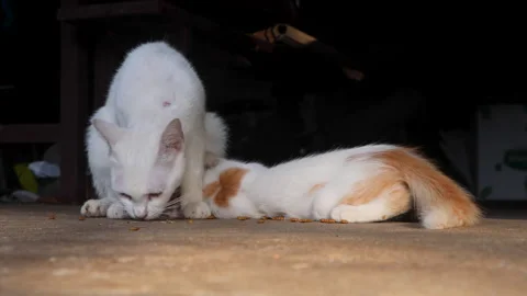Front view of a white mother cat eating and feeding her kitten Stock Footage 314225965
