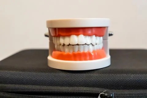 Front view of a white plastic dental model with red gums and a full set of teeth Stock Photos