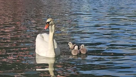 Front View of White Swan and Three Cygnets Swimming, 4K 60fps Stock Footage 337232648