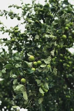Front view of wild granny smith apples growing on tree Stock Photos