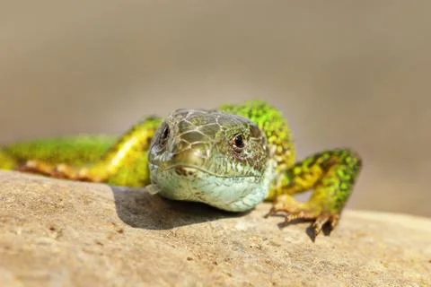 Front view of a wild green lizard ( Lacerta viridis ) Stock Photos