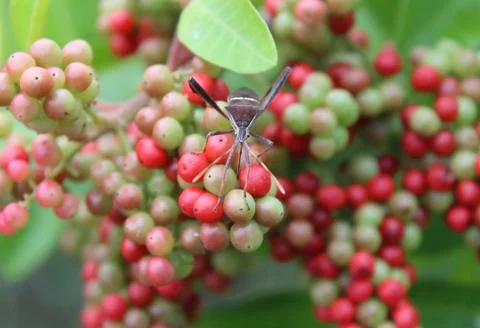 Front View of a Winged Insect on a Bunch of Berries in a Tropical Garden Stock Photos