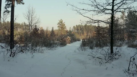 Front view of winter forest Stock-Footage 129514050