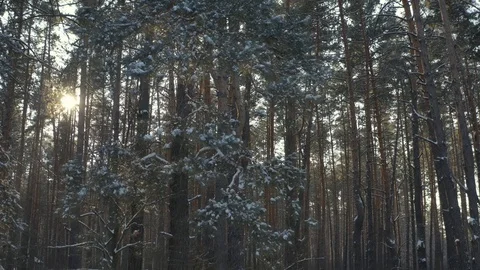 Front view of winter forest Stock-Footage 129514058