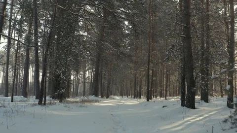 Front view of winter forest Stock-Footage 129514091