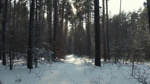 Front view of winter forest Stock-Footage 129514107