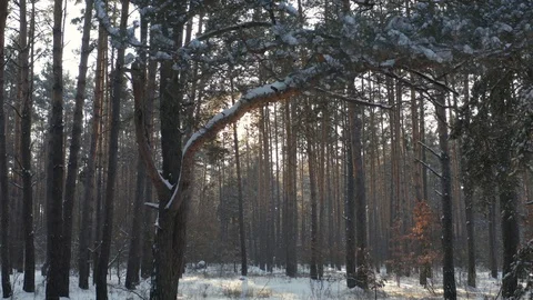 Front view of winter forest Video stock 129514124