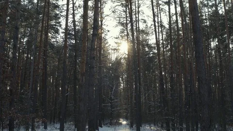 Front view of winter forest Stock-Footage 129514125