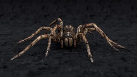 Front view wolf spider macro studio isolated on black background Stock Photos