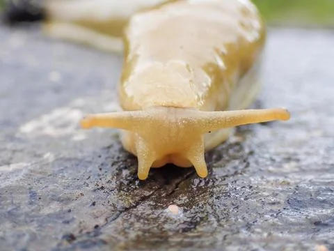Front view of a yellow slug. Stock Photos